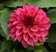 Image result for Dahlia hybrid.