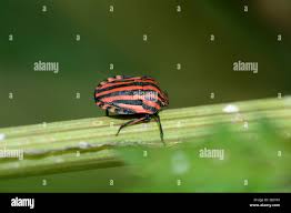 Attēlu rezultāti vaicājumam “Graphosoma lineatum nymph”