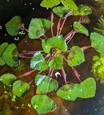 Attēlu rezultāti vaicājumam “Trapa natans leaf”