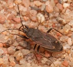 Attēlu rezultāti vaicājumam “Eremocoris plebejus”