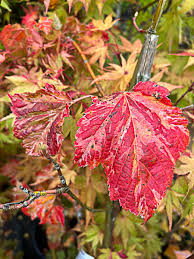 Attēlu rezultāti vaicājumam “Acer rufinerve fruit”