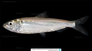 Image result for Alosa chrysochloris