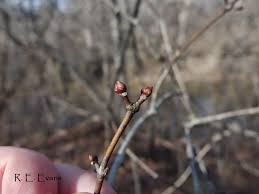 Attēlu rezultāti vaicājumam “Stuckenia filiformis bud”