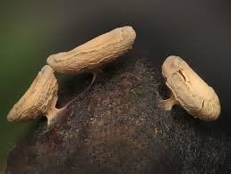 Attēlu rezultāti vaicājumam “Diderma simplex spores”