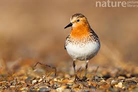 Image result for Calidris ruficollis