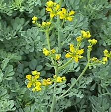 Image result for Ruta graveolens