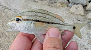 Image result for Haemulon carbonarium