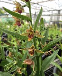 Attēlu rezultāti vaicājumam “Epipactis”