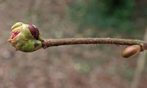 Attēlu rezultāti vaicājumam “Corylus avellana bud”