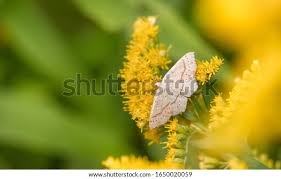 Attēlu rezultāti vaicājumam “Cyclophora punctaria”