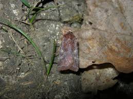 Attēlu rezultāti vaicājumam “Cerastis leucographa”