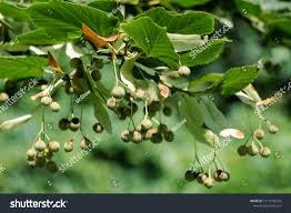 Attēlu rezultāti vaicājumam “Tilia platyphyllos Laciniata fruit”