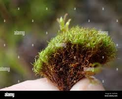 Attēlu rezultāti vaicājumam “Gymnostomum calcareum macro”