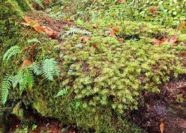 Attēlu rezultāti vaicājumam “Hylocomium splendens sporophyte”