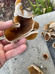 Attēlu rezultāti vaicājumam “Peziza repanda”