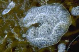 Attēlu rezultāti vaicājumam “Bryozoa”