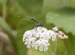 Attēlu rezultāti vaicājumam “Gasteruption jaculator imago”