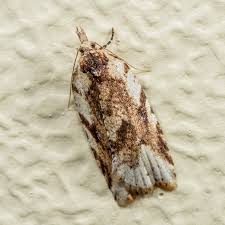 Attēlu rezultāti vaicājumam “Tortricidae”