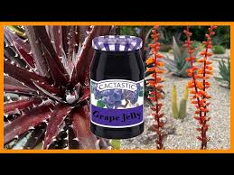 Attēlu rezultāti vaicājumam “Dictydiaethaliaceae”