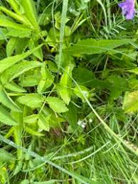 Attēlu rezultāti vaicājumam “Angelica palustris”