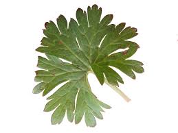 Attēlu rezultāti vaicājumam “Geranium pusillum leaf”
