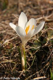 Attēlu rezultāti vaicājumam “Crocus vernus subsp. vernus”