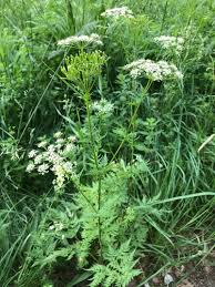 Image result for Chaerophyllum aureum