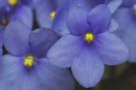 Image result for violet
