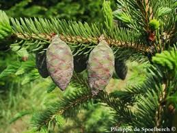 Attēlu rezultāti vaicājumam “Collaria rubens”