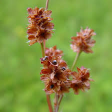 Attēlu rezultāti vaicājumam “Luzula multiflora”