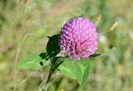 Attēlu rezultāti vaicājumam “Trifolium pratense”