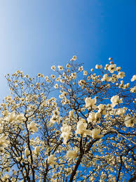 Attēlu rezultāti vaicājumam “Magnolia kobus flower”