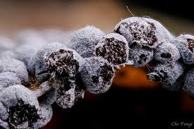 Attēlu rezultāti vaicājumam “Physarum licheniforme macro”