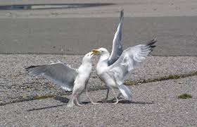 Attēlu rezultāti vaicājumam “Larus argentatus adult”