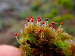 Attēlu rezultāti vaicājumam “Sphagnum tenellum”