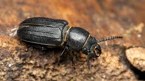 Attēlu rezultāti vaicājumam “Spondylis buprestoides”