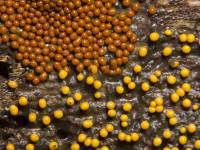 Attēlu rezultāti vaicājumam “Trichia scabra”