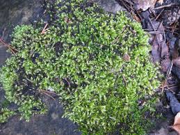 Attēlu rezultāti vaicājumam “Brachythecium rutabulum sporophyte”