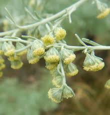 Image result for Artemisia absinthium