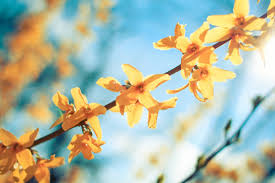 Attēlu rezultāti vaicājumam “Forsythia intermedia flower”