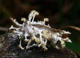 Attēlu rezultāti vaicājumam “Akanthomyces aculeatus”