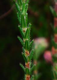 Attēlu rezultāti vaicājumam “Erica tetralix leaf”