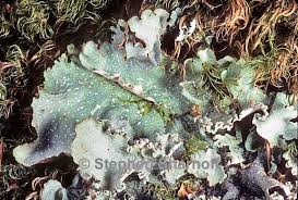 Attēlu rezultāti vaicājumam “Cetrelia olivetorum”