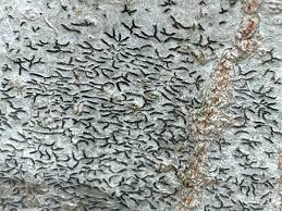 Attēlu rezultāti vaicājumam “Graphis scripta”