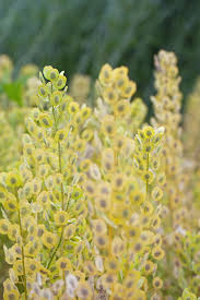 Attēlu rezultāti vaicājumam “Thlaspi arvense”