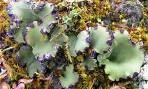 Attēlu rezultāti vaicājumam “Peltigera”