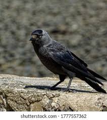 Attēlu rezultāti vaicājumam “Corvus monedula adult”