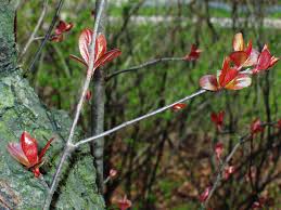 Attēlu rezultāti vaicājumam “Malus purpurea”