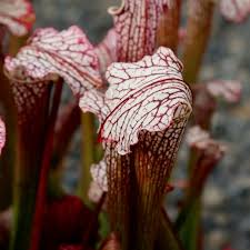Attēlu rezultāti vaicājumam “Neckera complanata sporophyte”