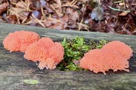 Attēlu rezultāti vaicājumam “Tubifera ferruginosa (subsp. ferruginosa) macro”